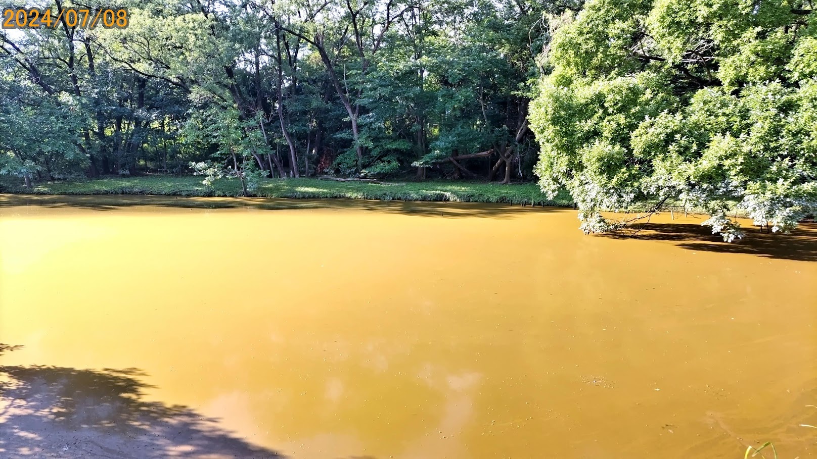 アオコ/アカミミガメ/ムクドリの問題