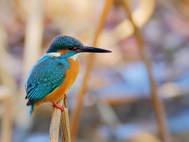 遊水地野鳥ギャラリー