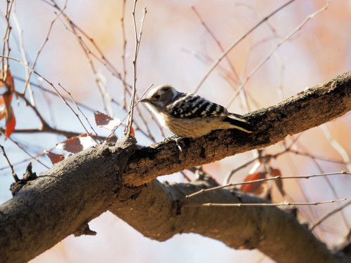 遊水地自然観察コーナー