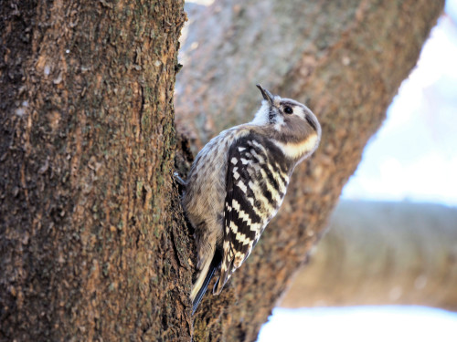 遊水地自然観察コーナー
