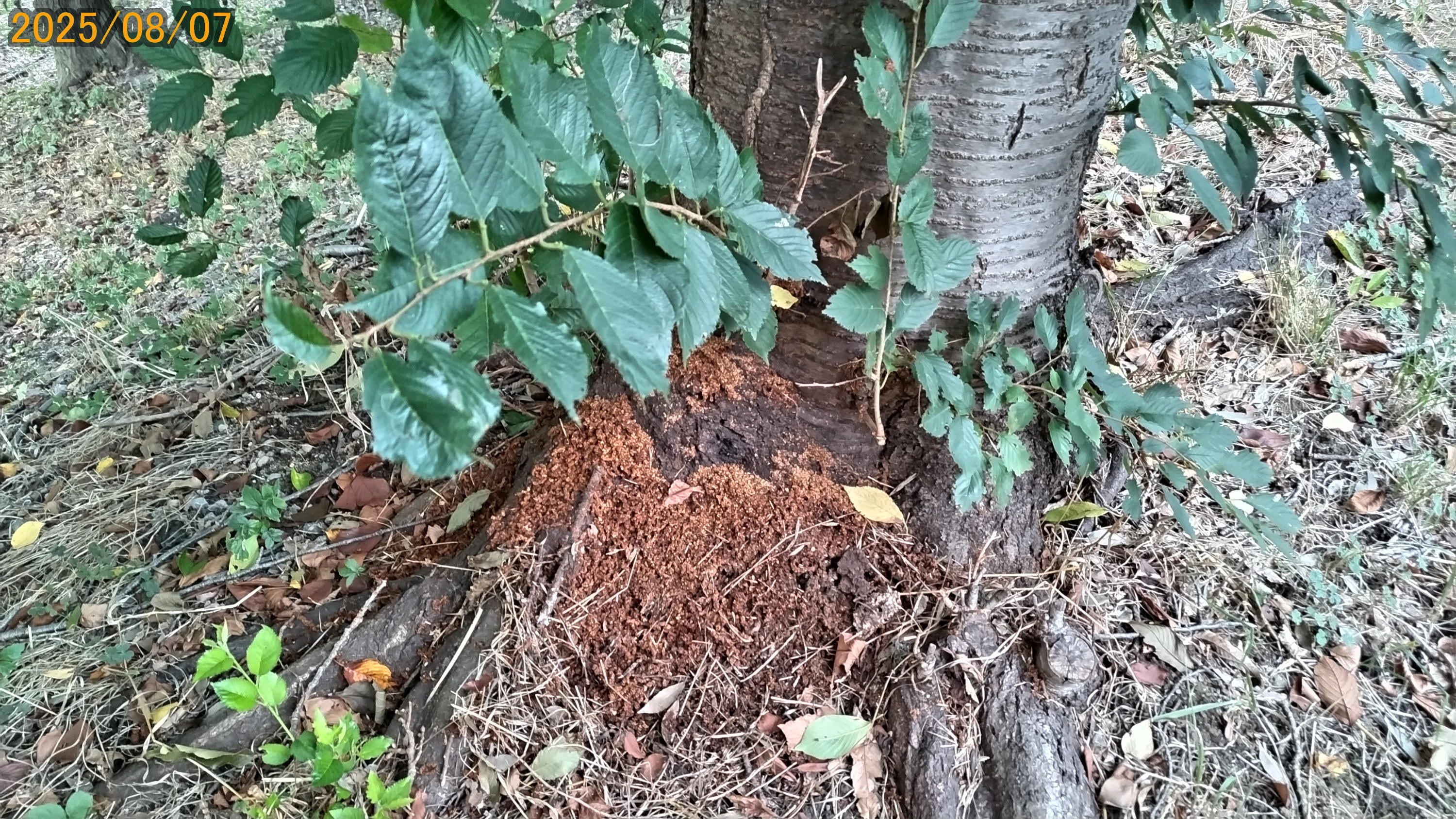 クビアカの桜被害の初動対応総括