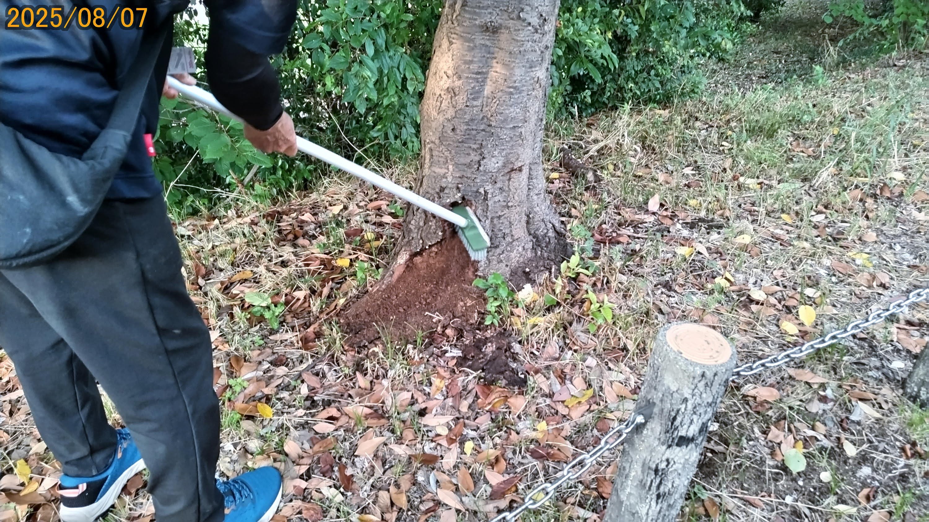 クビアカの桜被害の初動対応総括