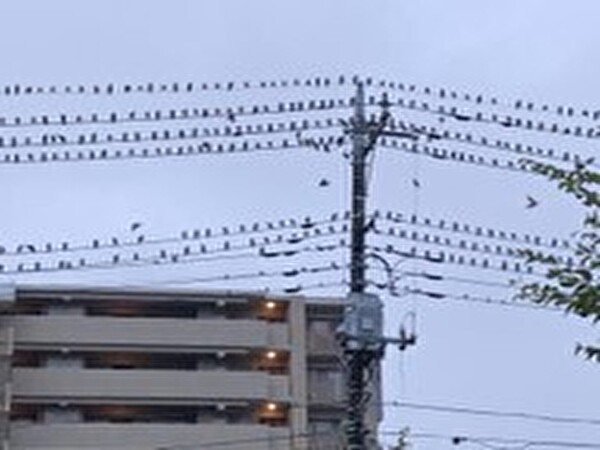 アオコ/アカミミガメ/ムクドリの問題