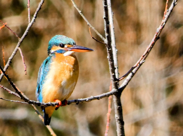 遊水地野鳥ギャラリー