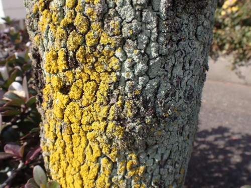 遊水地自然観察コーナー