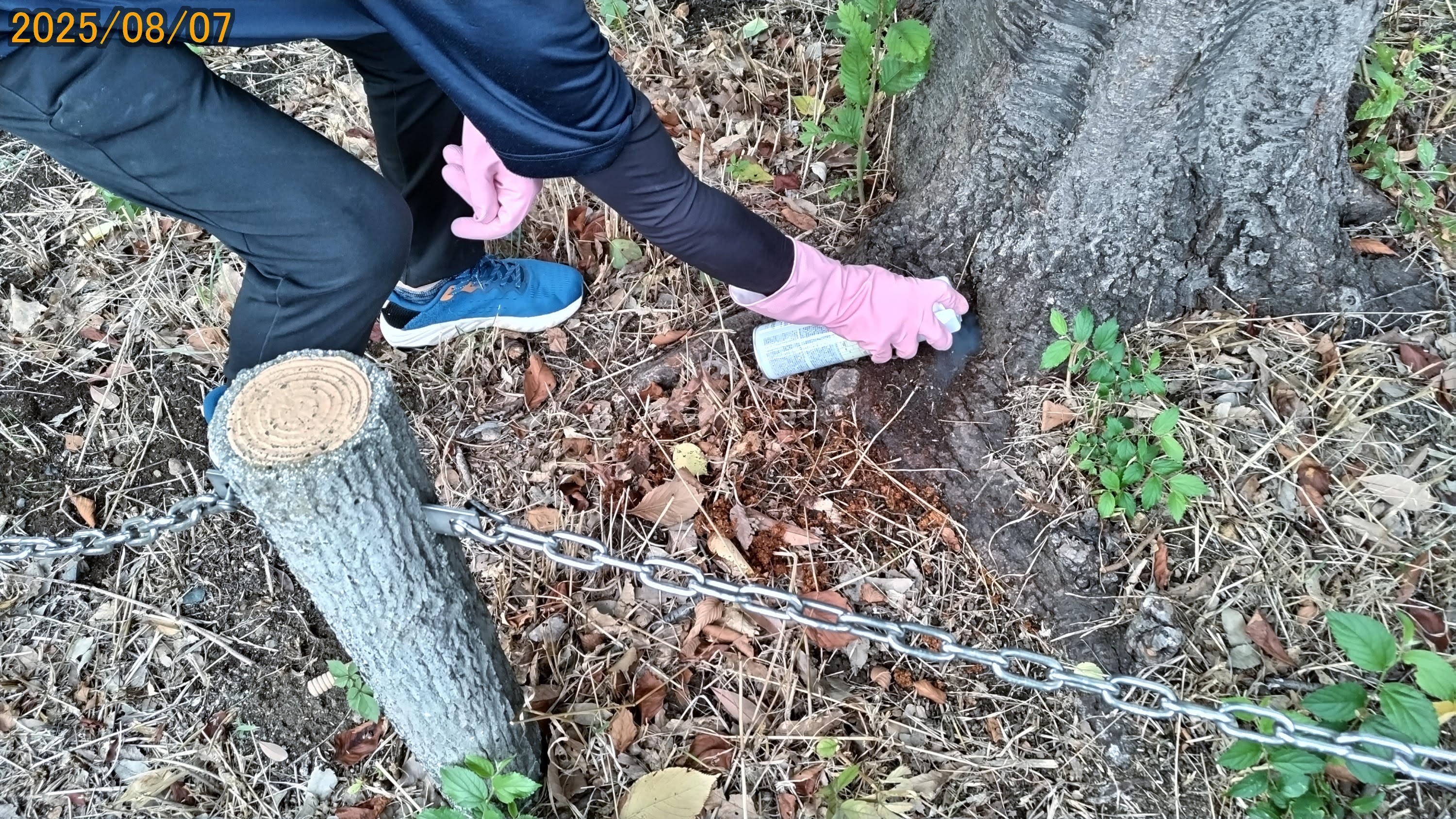 クビアカの桜被害の初動対応総括