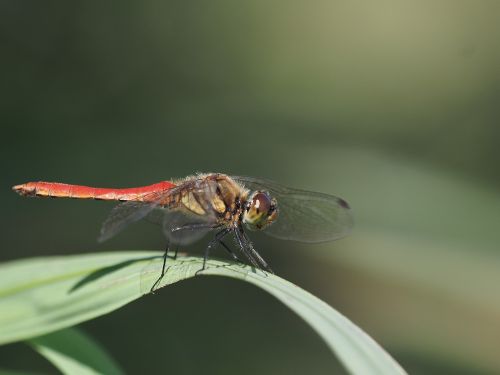 遊水地自然観察コーナー